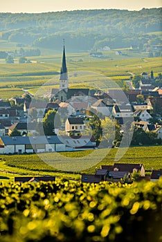 Champagne vineyards Sermiers in Marne department, France