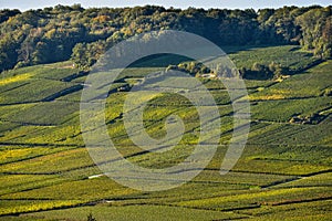 Champagne vineyards Sermiers in Marne department, France