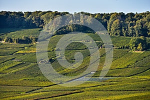 Champagne vineyards Sermiers in Marne department, France