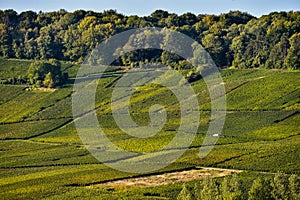 Champagne vineyards Sermiers in Marne department, France