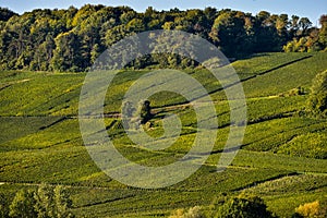 Champagne vineyards Sermiers in Marne department, France