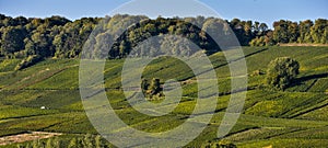 Champagne vineyards Sermiers in Marne department, France