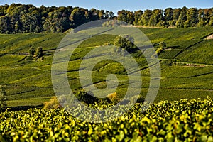 Champagne vineyards Sermiers in Marne department, France