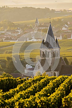 Champagne vineyards Villedomange in Marne department, France