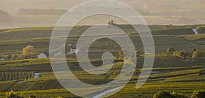 Champagne vineyards Villedomange in Marne department, France