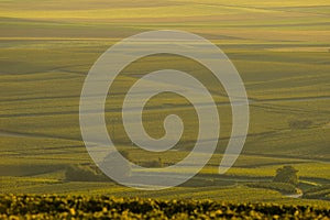 Champagne vineyards Villedomange in Marne department, France