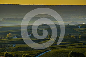 Champagne vineyards Villedomange in Marne department, France