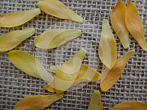 Champak flower petals - Yellow or orange-colored