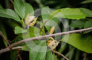 Champak flower on tree