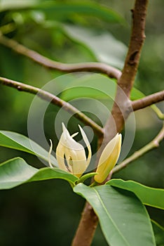 Champak flower on tree
