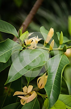 Champak flower on tree