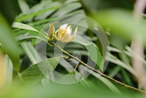 Champak flower on tree