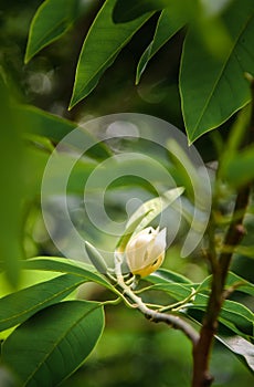 Champak flower on tree