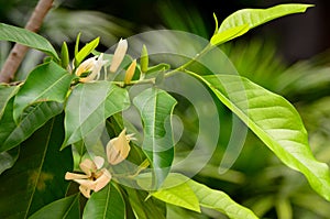 Champak flower on tree