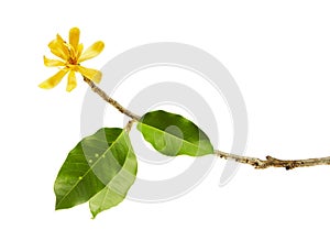 Champak flower & x22;Magnolia champaca& x22; - Fragrant yellow flower blooming on branch with green leaves, isolated on white