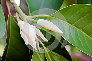 Champaka beautiful and aroma flower on the tree