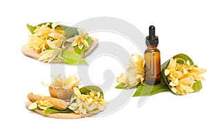 Champaka essential oil for spa aromatherapy