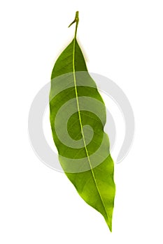 Champaka leaf tropical isolated on white