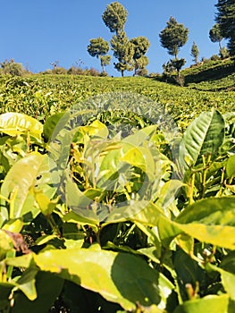 Champawat tea garden