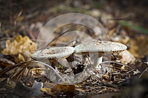 Champignon in the forest, on yellow leaves in late autumn