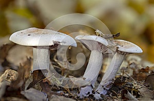 Champignon in the forest, on yellow leaves in late autumn