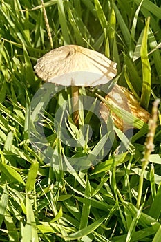 Mushroom grass photo