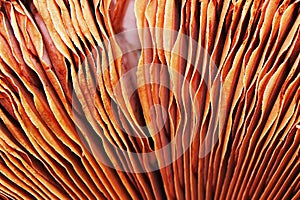 Champignon mushroom gills