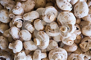 Champignon mushrooms or agaricus background or texture