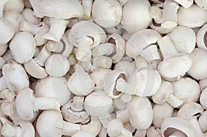 Champignon mushrooms
