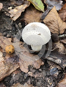 Champignon mushrooms in the ground on nature