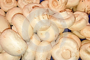 Champignon top view of mushroom in market for sale