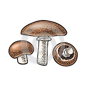 Champignon. Vintage color vector engraving illustration on white