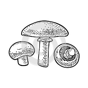 Champignon. Vintage monochrome vector engraving illustration