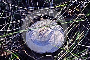 Champignons Agaricus bisporus mushroom, growing wild in green grass