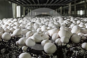 Champignons growing on a mushroom farm