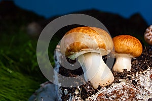 Champignons on mycelium against the setting sun