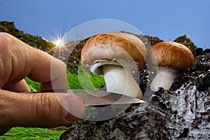 Champignons on mycelium against the setting sun