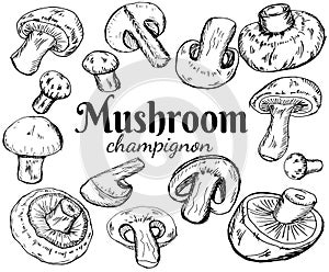 Champignons set. Vector illustration of mushrooms champignons on white background. Hand drawn style. Organic veg