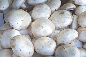 Champignons. white mushroom for sale on market. Agriculture background. Top view. Close-up