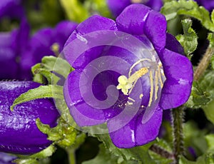 Champion Blue Canterbury Bells Campanula medium