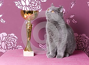 Champion british shorthair kitten with a cup