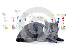 Champion cat with cups on white