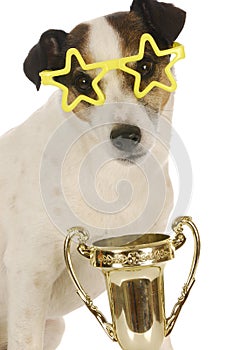 Champion dog