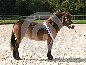 Champion Exmoor Pony