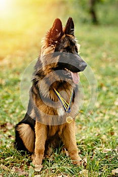 Champion German Shepherd