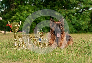 Champion German Shepherd on grass with golden medals
