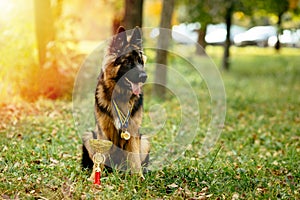 Champion German Shepherd sits on grass