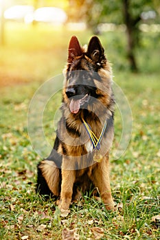 Champion German Shepherd sits on grass with golden medals