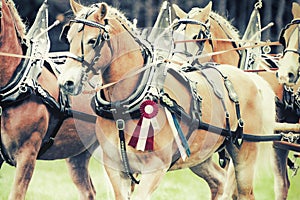 Champion Haflinger Horses