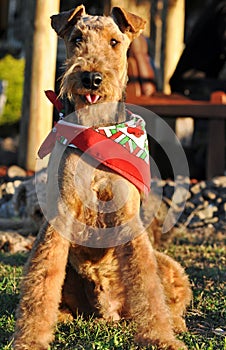 Champion happy Airedale Terrier show dog wearing bandanna